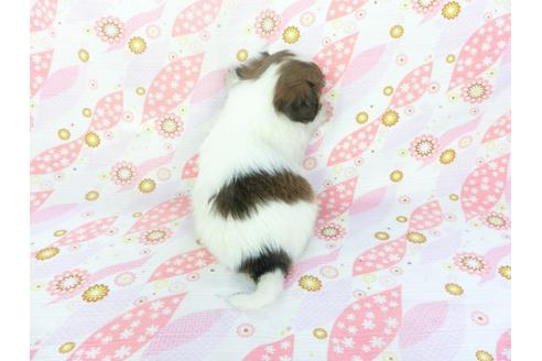 成約済の千葉県のパピヨン-132772の2枚目