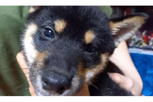 成約済の沖縄県の柴犬-132771の2枚目