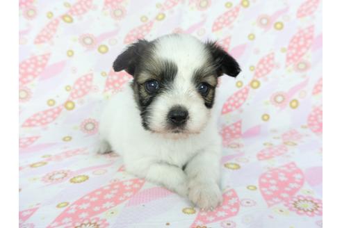 成約済の千葉県のパピヨン-132785の1枚目