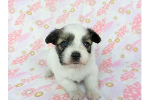 成約済の千葉県のパピヨン-132785の4枚目