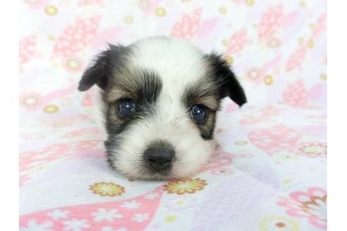 成約済の千葉県のパピヨン-132785の3枚目