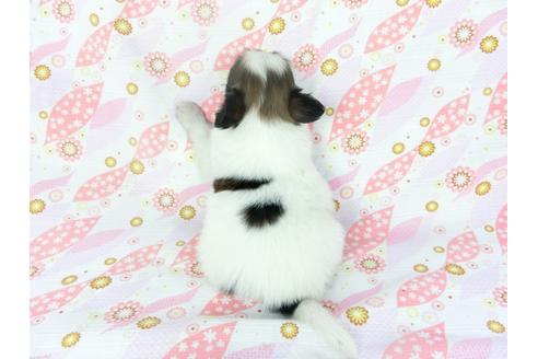 成約済の千葉県のパピヨン-132785の2枚目