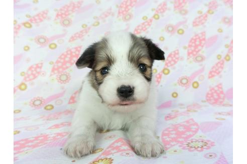 成約済の千葉県のパピヨン-132786の4枚目