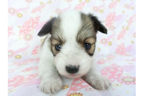 成約済の千葉県のパピヨン-132786