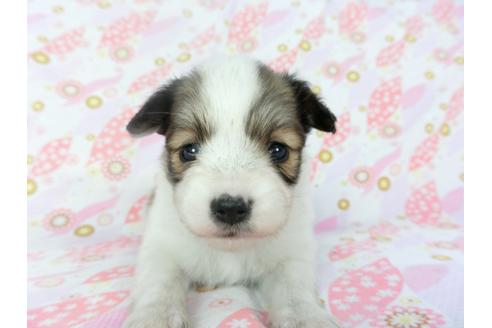 成約済の千葉県のパピヨン-132786の3枚目