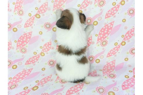 成約済の千葉県のパピヨン-132786の2枚目