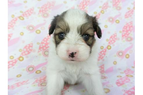 成約済の千葉県のパピヨン-132788