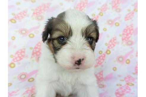 成約済の千葉県のパピヨン-132788の4枚目