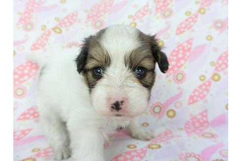 成約済の千葉県のパピヨン-132788の3枚目