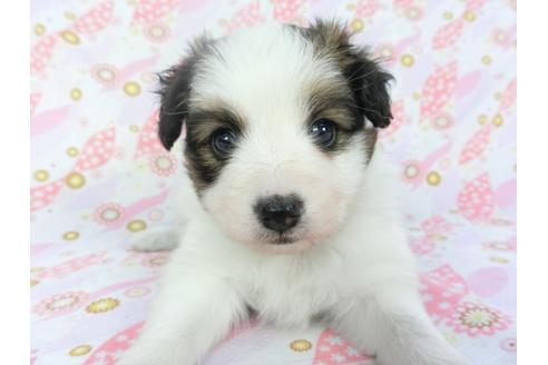 成約済の千葉県のパピヨン-132789