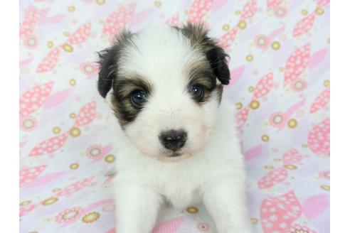 成約済の千葉県のパピヨン-132789の4枚目