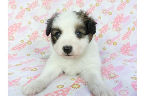 成約済の千葉県のパピヨン-132789の3枚目