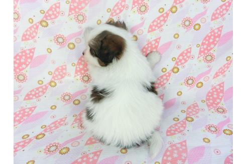 成約済の千葉県のパピヨン-132789の2枚目