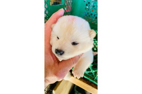 成約済の茨城県の柴犬-132800の1枚目