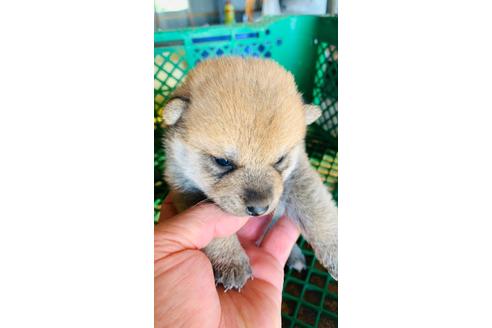 成約済の茨城県の柴犬-132806の1枚目