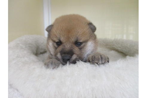 成約済の岡山県の柴犬-130768の1枚目