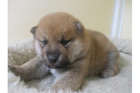 成約済の岡山県の柴犬-130768の5枚目