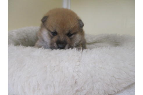 成約済の岡山県の柴犬-130768の4枚目