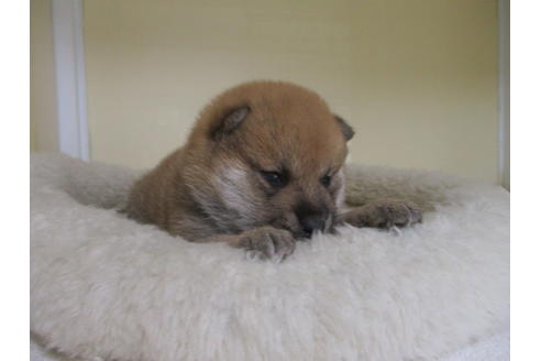 成約済の岡山県の柴犬-130768の2枚目