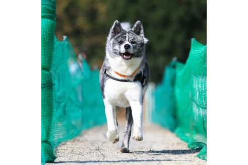 むぎちゃん1枚目