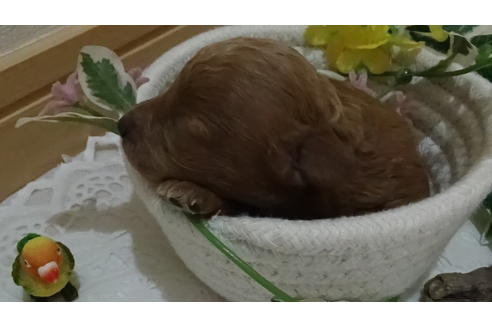 成約済の広島県のタイニープードル-132860の16枚目