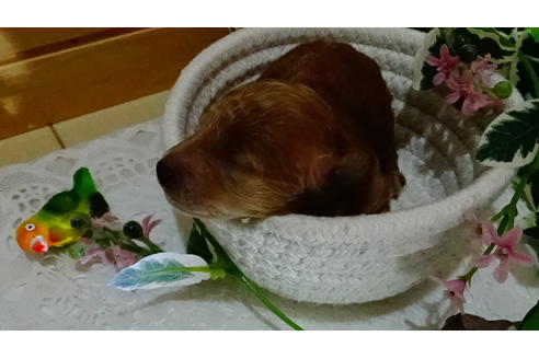成約済の広島県のタイニープードル-132859の12枚目