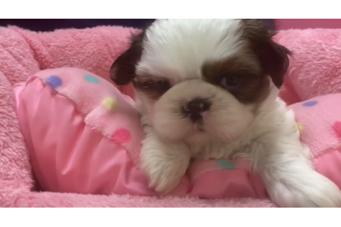 成約済の東京都のシーズー-132898の2枚目