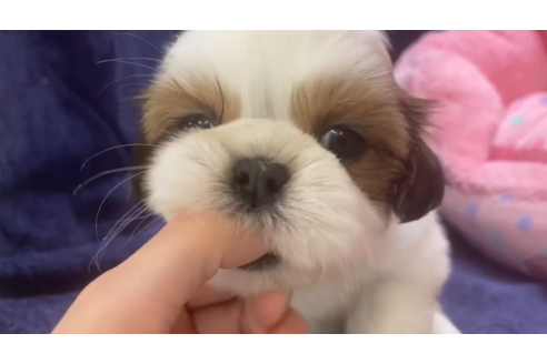 成約済の東京都のシーズー-132901の3枚目