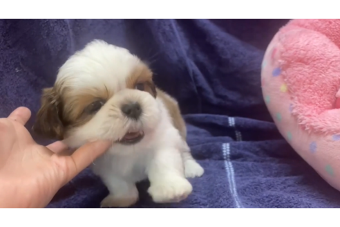 成約済の東京都のシーズー-132901の2枚目