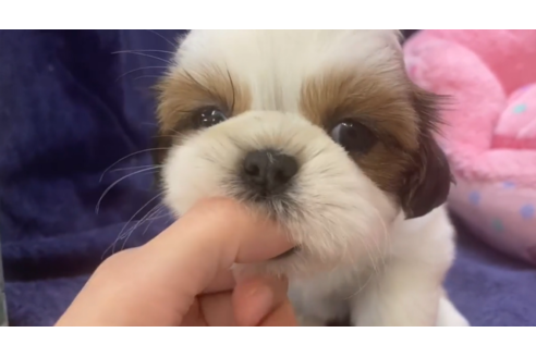 東京都でシーズーの子犬を探す（94ページ目）｜ブリーダーナビ