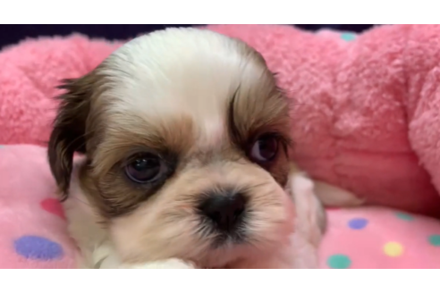 成約済の東京都のシーズー-132903の3枚目