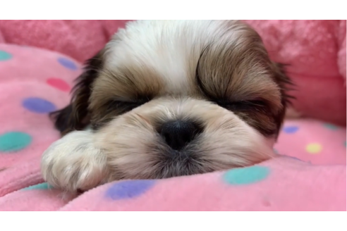 成約済の東京都のシーズー-132903の2枚目