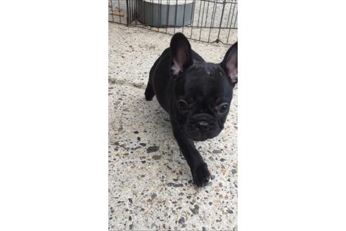 成約済の京都府のフレンチブルドッグ-132916の4枚目