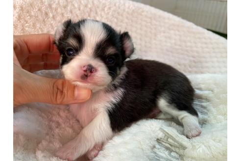 成約済の京都府のチワワ(ロングコート)-132918の2枚目