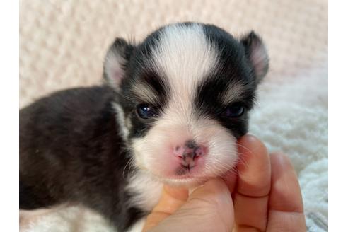 成約済の京都府のチワワ(ロングコート)-132918の1枚目