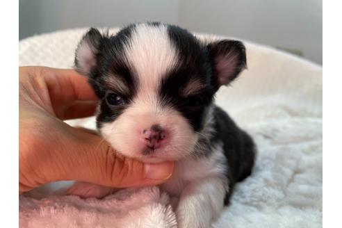 成約済の京都府のチワワ(ロングコート)-132918の4枚目