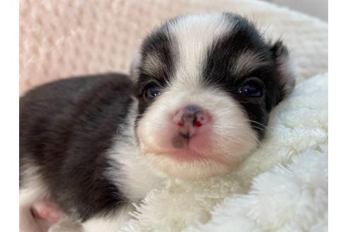 成約済の京都府のチワワ(ロングコート)-132918の5枚目