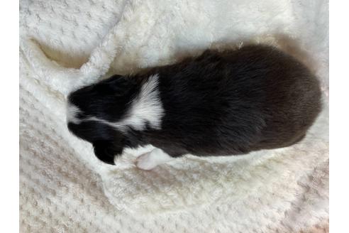 成約済の京都府のチワワ(ロングコート)-132918の6枚目