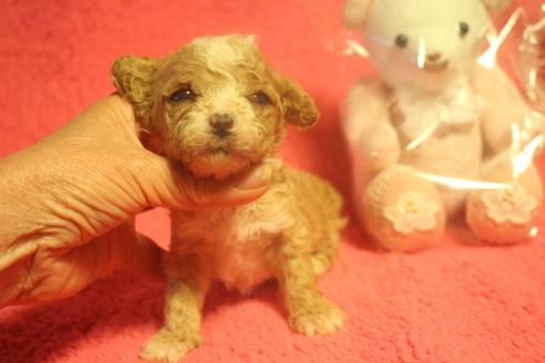 成約済の奈良県のトイプードル-132920の1枚目