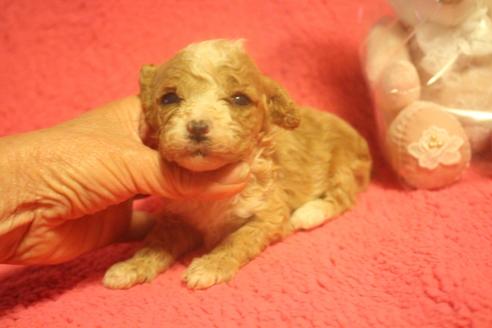 成約済の奈良県のトイプードル-132920の2枚目