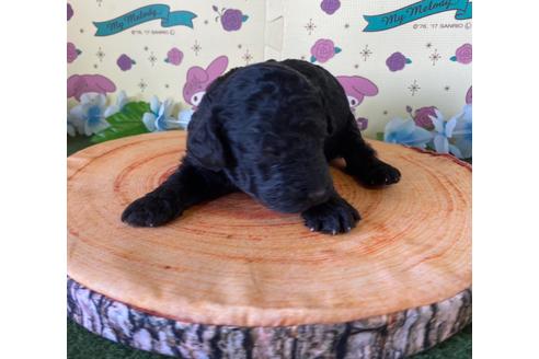 成約済の栃木県のミックス犬-132956の5枚目
