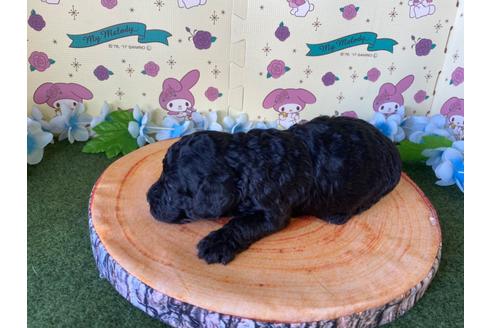 成約済の栃木県のミックス犬-132956の3枚目
