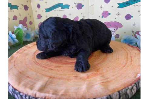 成約済の栃木県のミックス犬-132956の4枚目