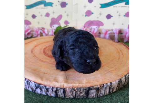 成約済の栃木県のミックス犬-132958の5枚目