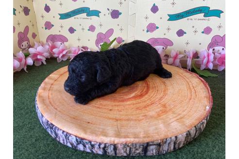 成約済の栃木県のミックス犬-132958の3枚目