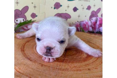 成約済の栃木県のフレンチブルドッグ-132963の1枚目
