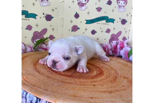 成約済の栃木県のフレンチブルドッグ-132963の3枚目