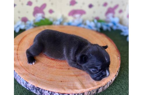 成約済の栃木県のフレンチブルドッグ-132965の6枚目
