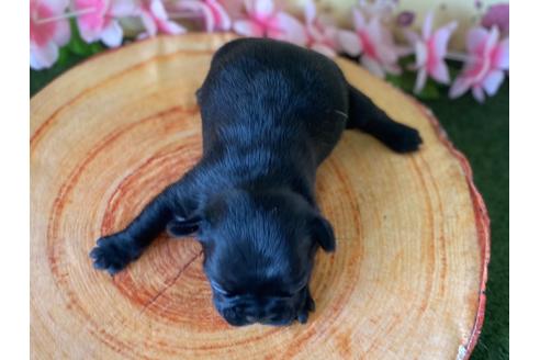 成約済の栃木県のフレンチブルドッグ-132966の3枚目
