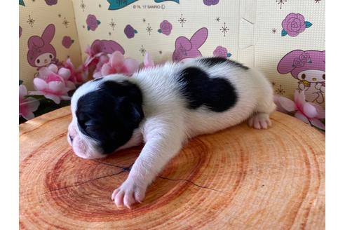 成約済の栃木県のフレンチブルドッグ-132968の4枚目
